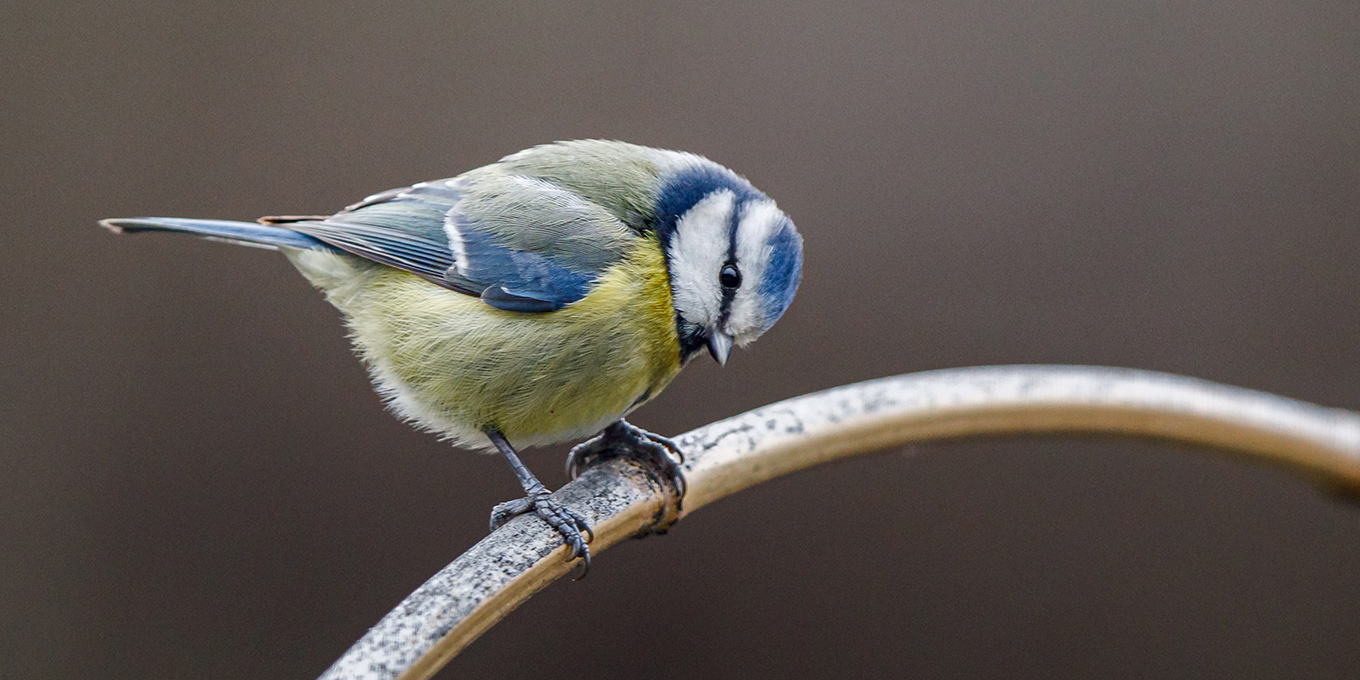 Mésange bleue © Alain Lorieux